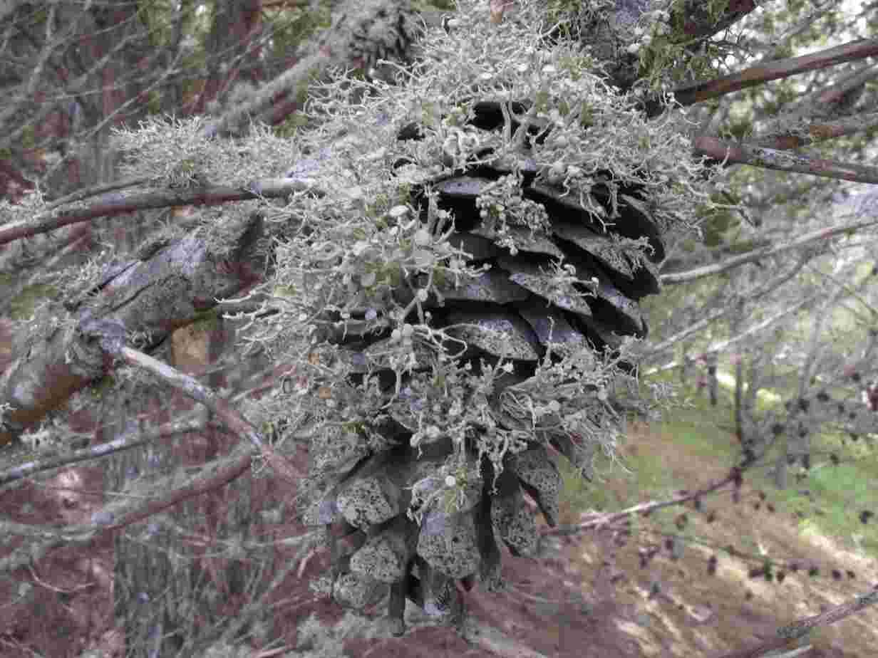 [Ramalina subpusilla]